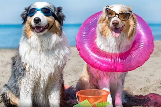 Pet Astrology: l’Oroscopo di agosto per il cane